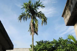 Lạy trời mưa xuống...