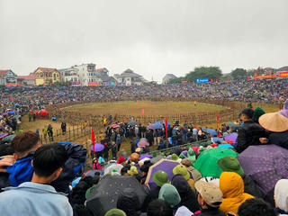 Thịt trâu vô địch ở Lễ hội chọi trâu Hải Lựu được 'hét' giá 7 triệu đồng/1kg