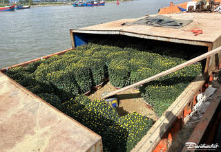 Hối hả mang Xuân ra đảo Lý Sơn