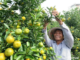 [Ảnh]: Làng quất Hội An nhộn nhịp vào mùa Tết