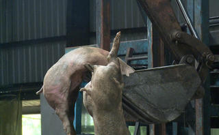 Lời khai khó tin của chủ lô hàng 18 tấn lợn nhiễm dịch tả châu Phi