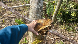 Rừng phòng hộ Trung Trung Bộ bị xâm hại. Bài 1:  'Cạo trọc' rừng cộng đồng