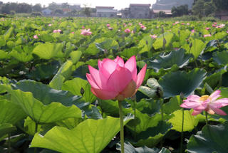 Sắc hồng giữa lòng di sản