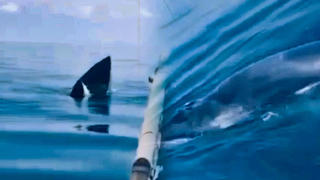 Cá voi xuất hiện tại biển Hoằng Hóa