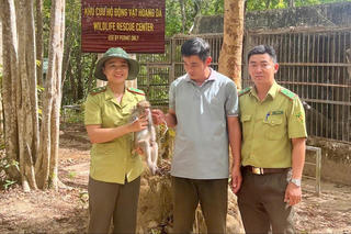 Kon Tum: Người dân giao nộp cá thể khỉ đuôi dài, nhóm nguy cấp, quý hiếm