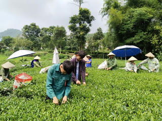 Tuyên Quang: Huyện Sơn Dương đẩy mạnh triển khai thực hiện các dự án hỗ trợ phát triển sản xuất theo chuỗi giá trị