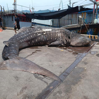 Cá voi khủng, dạt vào biển Nghệ An