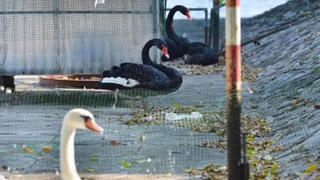 Hà Nội: 6 con thiên nga nuôi ở hồ Thiền Quang đã bị chết