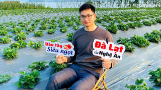 Vườn dâu tây của chàng trai xứ Nghệ