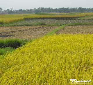 Thương về đồng lúa chiều hôm