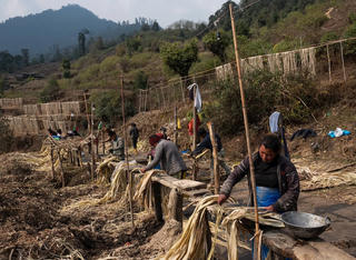 Đổi đời nhờ trồng nguyên liệu sản xuất giấy in tiền