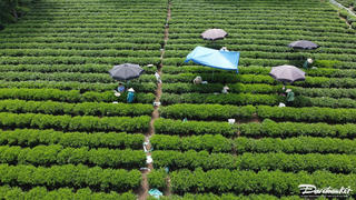 Thái Nguyên: Ấn định thời gian tổ chức Lễ hội Hương sắc trà xuân