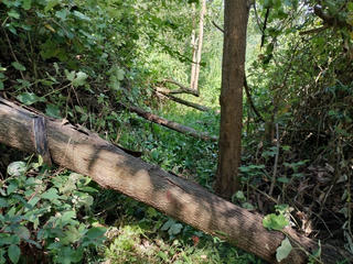 Hàng chục héc ta rừng bị ngã, đổ