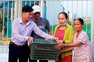 Hỗ trợ gần 10 ngàn con gà giống tạo sinh kế giúp người dân thoát nghèo