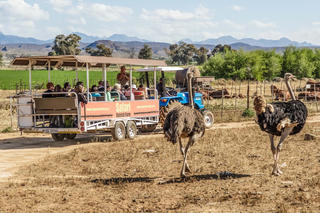 Nuôi đà điểu làm giàu ở Nam Phi