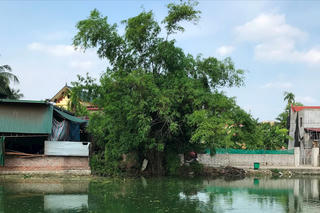 Xanh xanh mặt ao đầu ngõ