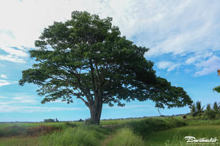 Cây vông đồng nổi tiếng trong phim Mắt biếc ‘cô đơn’ trở lại