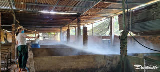 Người chăn nuôi tại Bà Rịa – Vũng Tàu lo lắng vì dịch tả lợn Châu Phi