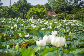 Về ven đô ngắm sen mùa Hạ