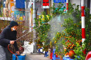 Đào, quất rộn ràng “xuống phố”