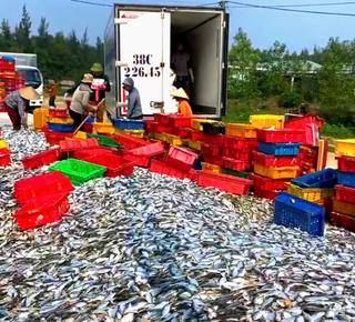 Hà Tĩnh: Ngư dân trúng hơn 50 tấn cá ghé