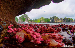 Khám phá "báu vật" dưới đáy Vịnh Hạ Long