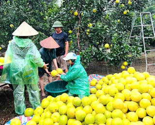 Người trồng bưởi đặc sản lo lắng trước bão số 5
