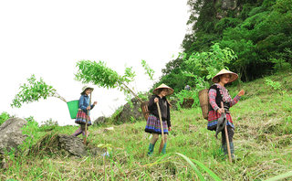 Góp lá vá rừng 2025: Chung tay trồng 60.000 cây xanh