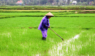 Nông dân ra đồng ngay sau Tết