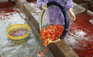 Thủy Trầm mùa chép đỏ