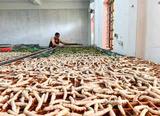 Hà Tĩnh: Làm giàu nhờ nuôi tằm trong phòng điều hòa