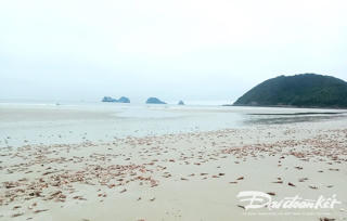 ‘Lộc biển’ tháng Giêng của đảo Ngọc Vừng