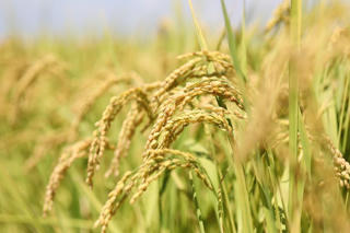 Thương hiệu gạo Việt