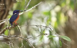 Tiếng chim trong vườn vắng