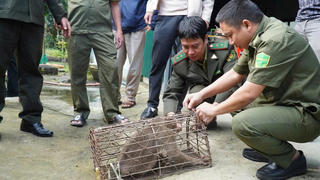 ‘Hầu vương’ sập bẫy sau khoảng 5 tháng quấy phá khu dân cư