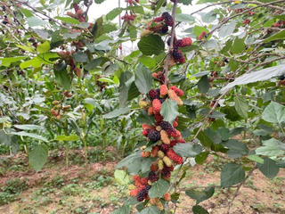 Ngàn dâu xanh ngắt