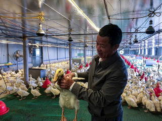 'Làn sóng' nông nghiệp công nghệ cao ở Quảng Ninh