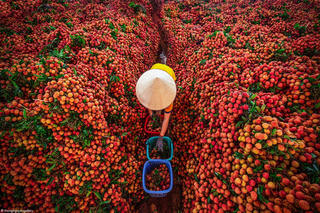 Khi nông sản được cả mùa lẫn giá