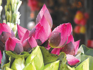 Thương nhớ những mùa sen