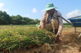 Nông dân Sóc Trăng kỳ vọng vụ hành tím sớm