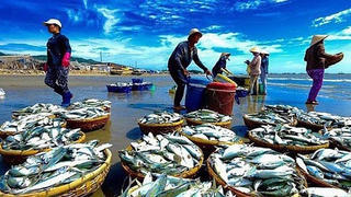 Bạc Liêu: Thả tôm giống tái tạo, phát triển nguồn lợi thủy sản