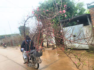 Đào Nhật Tân khoe sắc sớm, rời vườn theo tiểu thương xuống phố