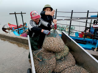 Ngư dân trúng đậm ốc hương, thu về hàng chục triệu đồng