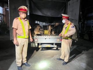 Đắk Lắk: Phát hiện xe tải chở hàng chục con chó của nhóm trộm cắp