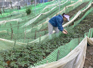 Phát triển dược liệu dưới tán rừng: Cần hành lang pháp lý