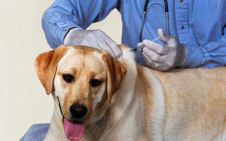 Hà Nội: Điều tra, xử lý ổ dịch bệnh dại tại huyện Sóc Sơn