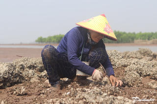 Người dân tranh thủ săn 'lộc trời' trước khi cấm biển