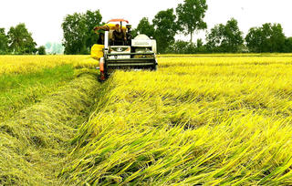 Niềm vui kép từ vụ lúa hè thu