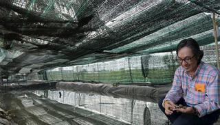 Tỷ phú nuôi ốc hương thu lãi khủng