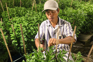 Người dân miền Trung tất bật chăm sóc vụ hoa Tết Nguyên đán 2024